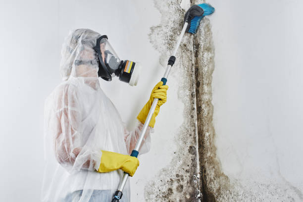 Office Mold Removal Services in Glasgow, OR
