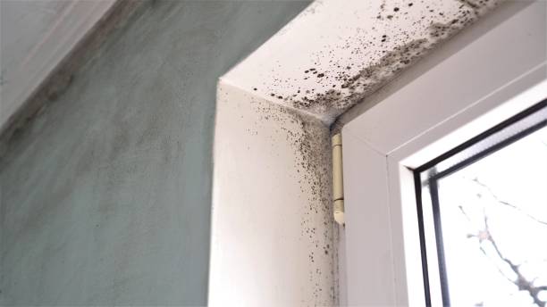 Best Local Mold Removal Service  in Glasgow, OR